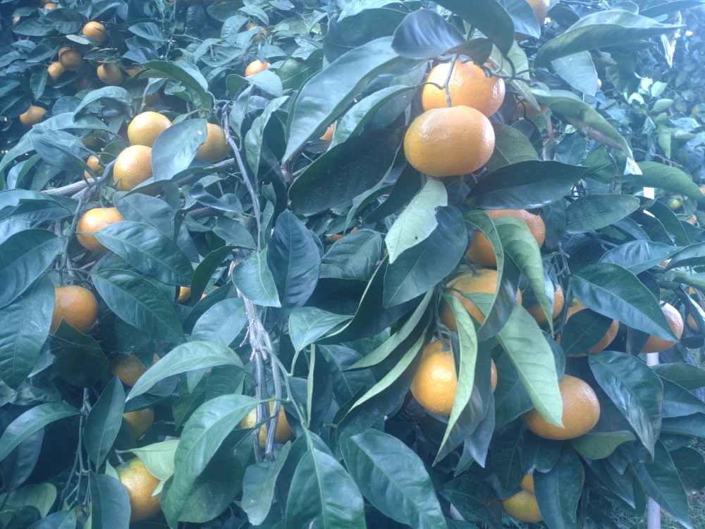 【周防大島産】温州みかん（南柑４号） 10kg