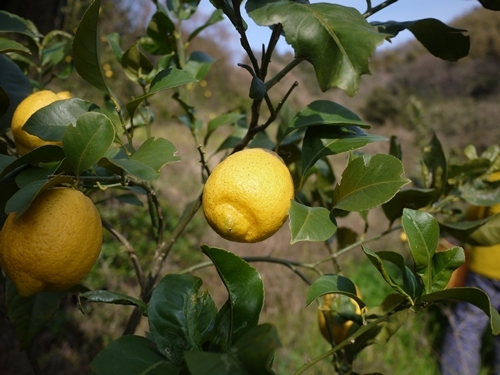 農薬不使用レモン