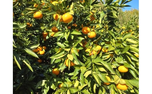 【周防大島産】大津４号（高糖系） 5kg