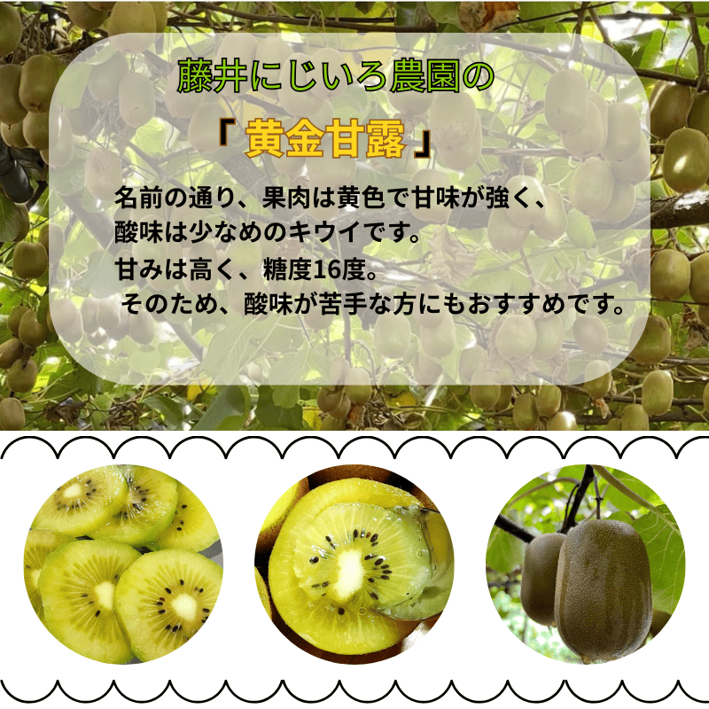 キウイ フルーツ 黄金甘露 約1.9kg 希少品種 甘くてジューシー 早生品種 フルーツ 果物 旬 《お届け：2025年9月20日頃～2025年10月20日頃出荷》 山口県 阿武町産 デザート