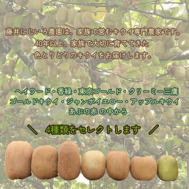 キウイ フルーツ 食べ比べ 4種 約1.9kg キウイアソート 果物 旬 《お届け：2025年11月14日頃～2026年1月31日頃出荷》 山口県 阿武町産 デザート 旬のキウイ 合計8種類の中から4種類をセレクト（品種指定不可）