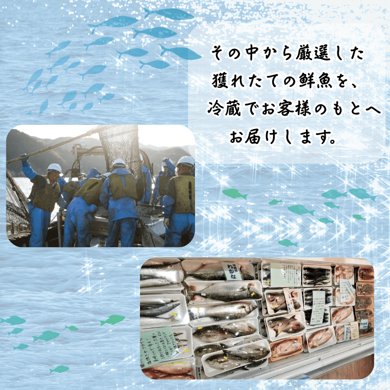 山口県 阿武町 道の駅 厳選 ！ 当日水揚げ 鮮魚 セット 約4～5kg 新鮮 豪華 旬 獲れたて 魚 さかな サザエ 海鮮