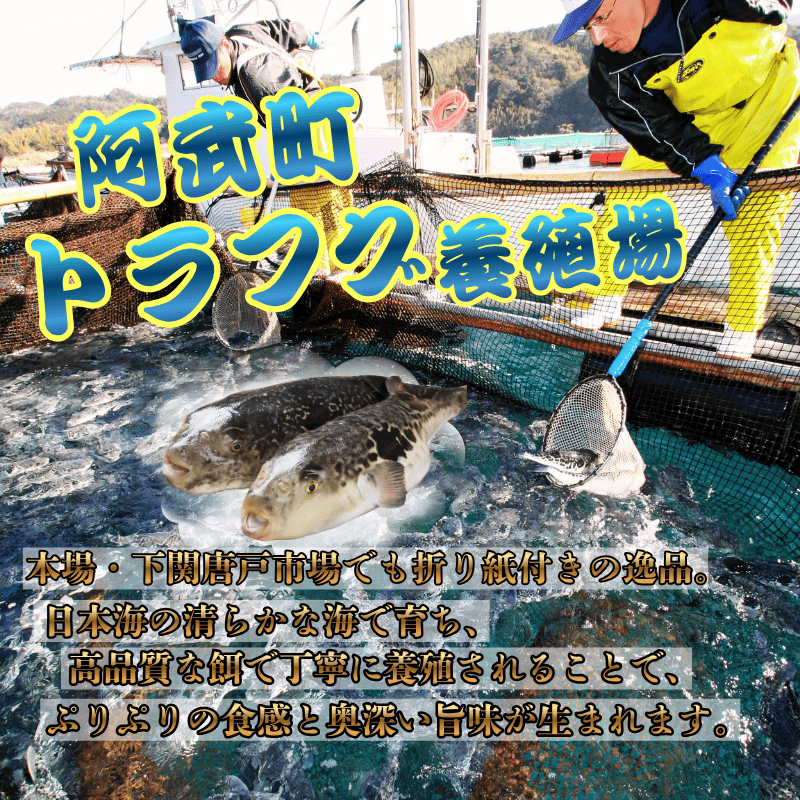 ふく料理 2人前 阿武町産 トラフグ 刺身 ちり鍋 セット 海鮮 グルメ ギフト 《お届け：2025年10月上旬頃～2026年3月末頃出荷予定》 山口県 阿武町産 秋冬のごちそう 国産ふぐを贅沢に味わう