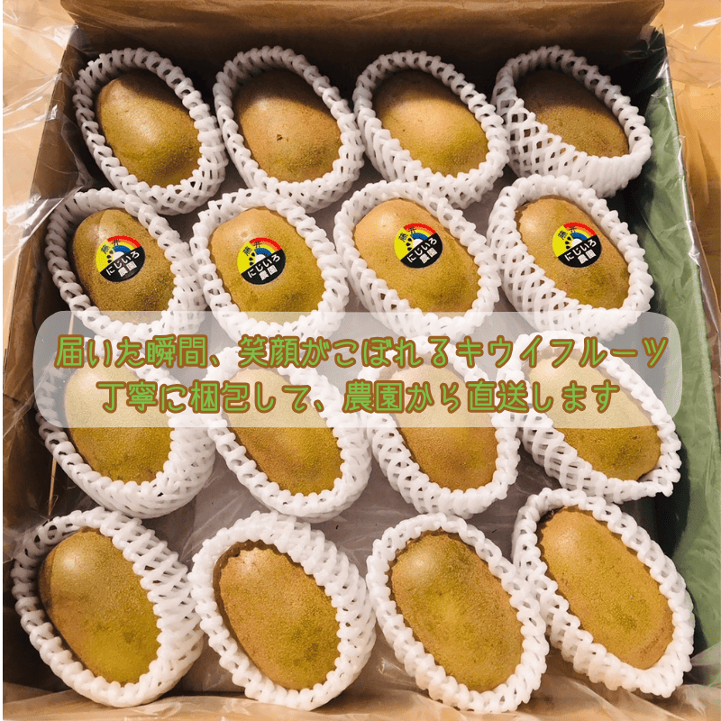 キウイ フルーツ 黄金甘露 約1.9kg 希少品種 甘くてジューシー 早生品種 フルーツ 果物 旬 《お届け：2025年9月20日頃～2025年10月20日頃出荷》 山口県 阿武町産 デザート
