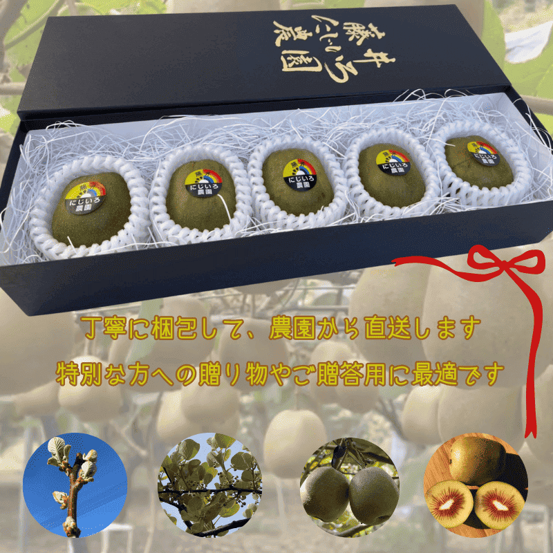 あぶの赤 真ん中が赤い キウイ 約490g 希少品種 赤い果肉の極甘キウイ フルーツ 果物 旬 《お届け：2025年10月20日頃～2025年12月20日頃出荷》 山口県 阿武町産 デザート