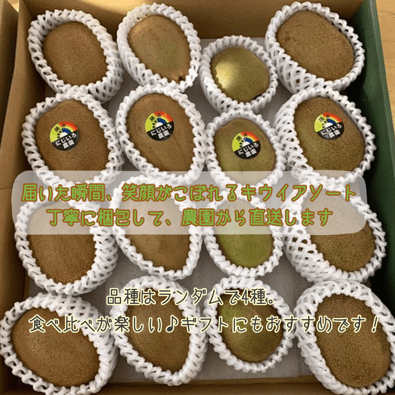 キウイ フルーツ 食べ比べ 4種 約1.9kg キウイアソート 果物 旬 《お届け：2025年11月14日頃～2026年1月31日頃出荷》 山口県 阿武町産 デザート 旬のキウイ 合計8種類の中から4種類をセレクト（品種指定不可）