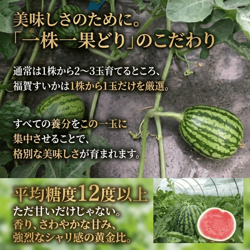 【先行予約】 1株1玉獲りの自信作「福賀 すいか」特天 約11kg～13kg 1個　果物類・スイカ　お届け：2026年7月上旬以降順次発送予定