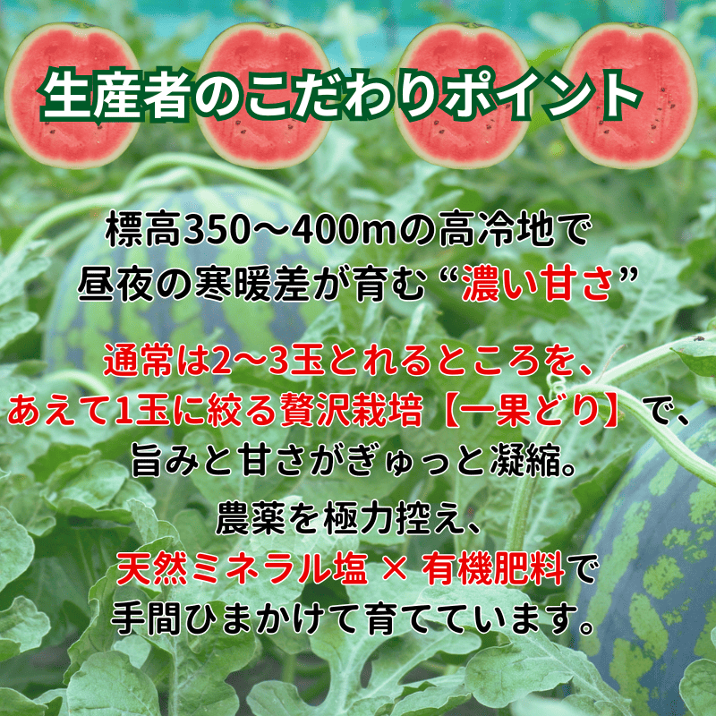 【先行予約】 福賀 すいか 秀大 約9〜10kg 圧巻の大玉＆シャリシャリ食感 高糖度 山口県 阿武町産 1個（希少1株1玉栽培） 産地直送 【2026年7月上旬～順次発送予定】