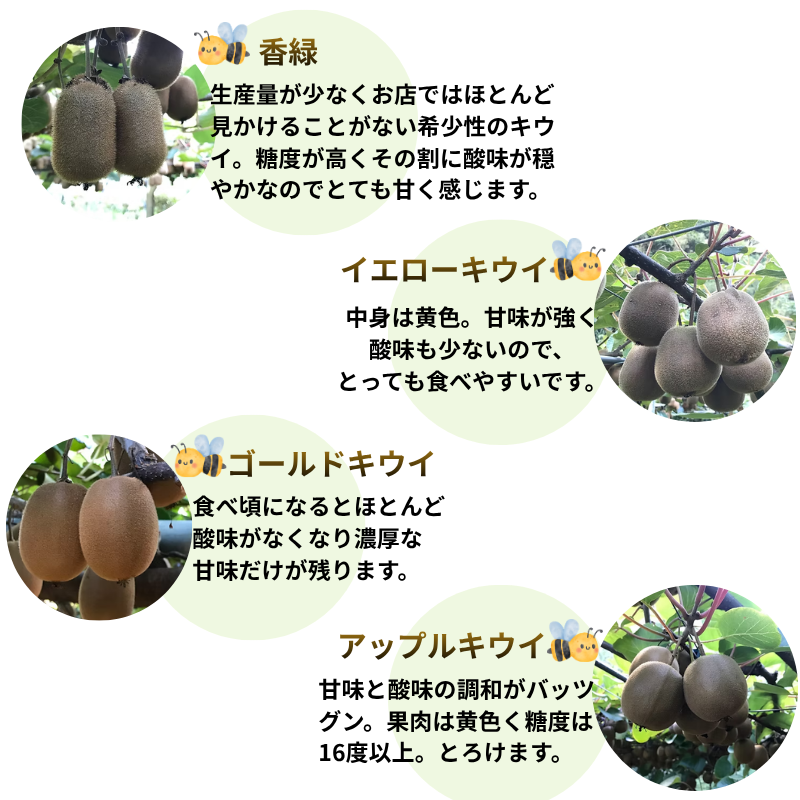 キウイ フルーツ 食べ比べ アソート 3種 約1.4kg & キウイジュース 500mlセット（果汁70％） 阿武町産 キウイトリプル ジュースセット フルーツ 果物詰め合わせ 《お届け：2025年11月14日頃～2026年1月31日頃 出荷予定》 山口県 阿武町