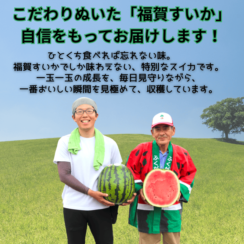 【先行予約】 福賀 すいか 特天 約11kg〜13kg 圧巻の超大玉 ＆ シャリシャリ 食感 高糖度 山口県 阿武町産 1個（希少1株1玉栽培） 産地直送 【2026年7月上旬～順次発送予定】
