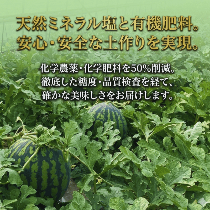【先行予約】1株1玉獲りの自信作「福賀 すいか」秀大 約9kg～10kg 1個　果物類・スイカ　お届け：2026年7月上旬以降順次発送予定