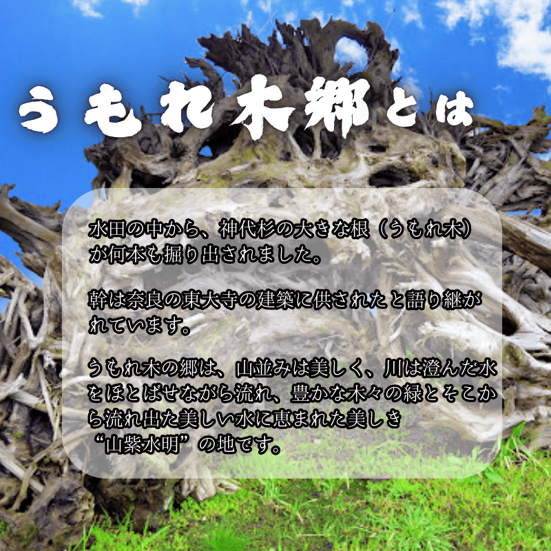令和7年産 阿武町 「 うもれ木の郷 」 こしひかり 2kg×3袋 【 エコやまぐち認証 】新米 コシヒカリ 山口県