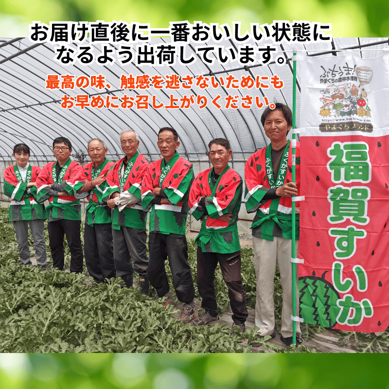 【先行予約】 福賀 すいか 特天 約11kg〜13kg 圧巻の超大玉 ＆ シャリシャリ 食感 高糖度 山口県 阿武町産 1個（希少1株1玉栽培） 産地直送 【2026年7月上旬～順次発送予定】