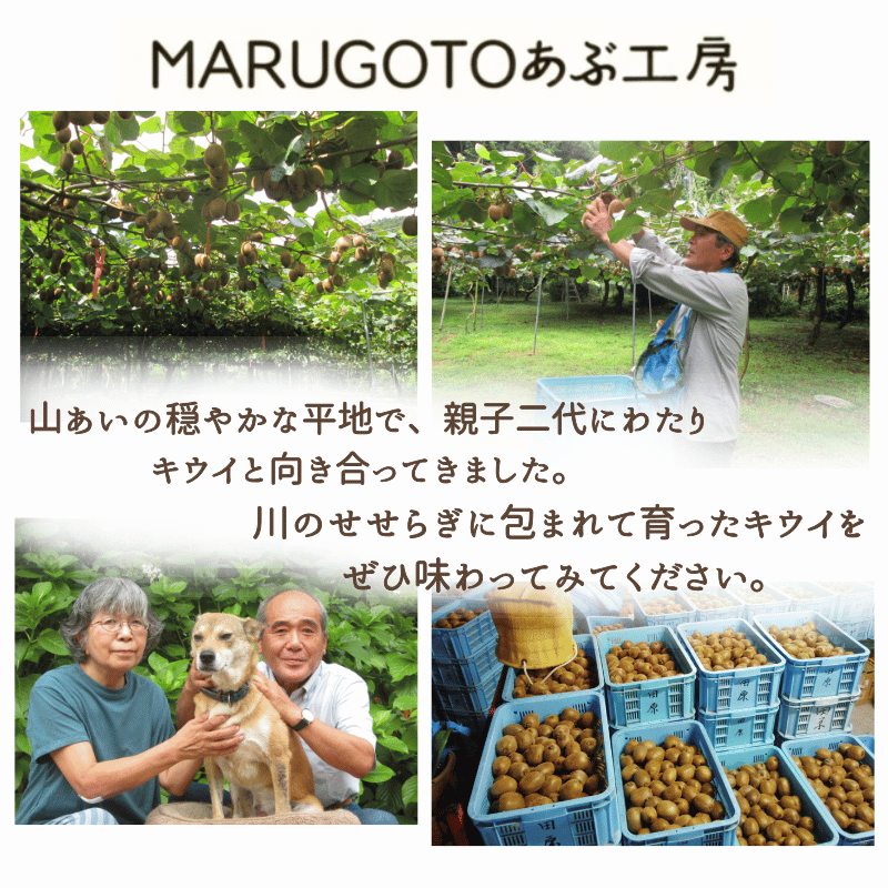 阿武町産 キウイ 訳ありヘイワード（15㎏）