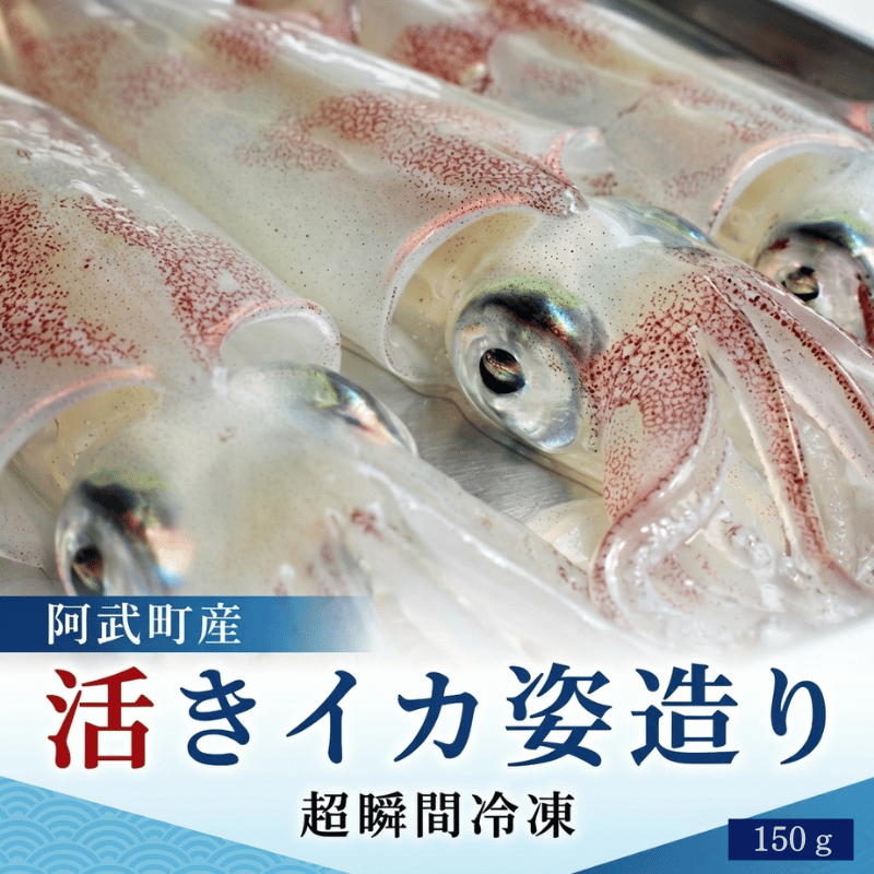 阿武町産 イカ 活きイカ 姿造り いか刺し 割烹千代 超瞬間冷凍 烏賊