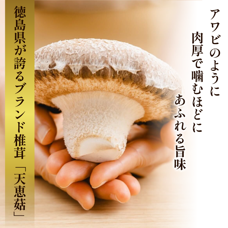【11月順次発送】　天恵菇 椎茸 300g×2P しいたけ シイタケ てんけいこ 肉厚 幻 きのこ キノコ 菌床 焼き物 揚げ物 鍋 BBQ 野菜 贈り物 プレゼント 徳島県