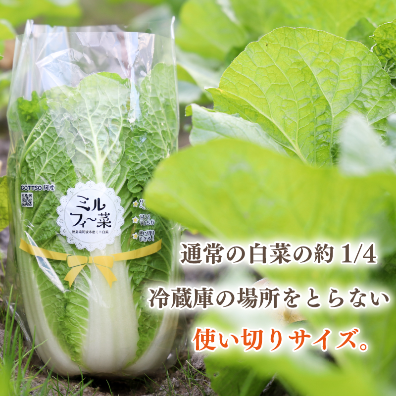 白菜 はくさい ミニ白菜 6個 セット 11月上旬から2月末まで発送 ハクサイ 野菜 葉物野菜 葉物 旬 国産 生食 甘い ヘルシー 漬物 鍋 鍋料理 煮込み料理 徳島 ミルフィ～菜