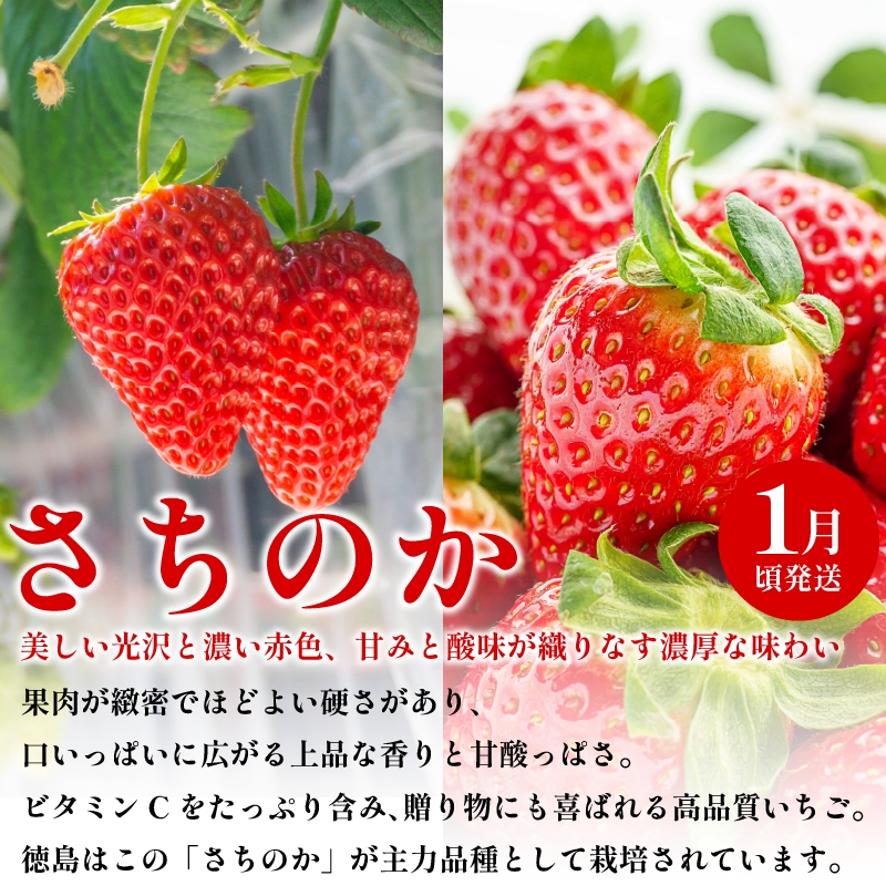 フルーツ 定期便 全3回 いちご キウイ 紅ほっぺ さちのか ギフト 果物 冬 徳島県産 産地直送 新鮮 3ヶ月