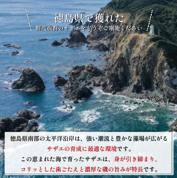 サザエ 2kg さざえ 貝 貝類 栄螺 鮮魚 海鮮 魚介 刺身 焼き物 汁物 さざえご飯 壺焼き つぼ 正月 おせち ギフト 贈答 贈り物 祝い 歳暮 中元 年末 年始 バーベキュー BBQ sazae 徳島 阿南