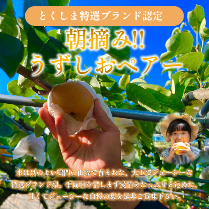 【2026年先行予約】梨 なし 4.5kg以上 10〜13玉 3L〜5Lサイズ 2026年 8月順次発送 うずしおペアー 果物 フルーツ デザート 旬 新鮮 季節 秋 人気 おすすめ ギフト プレゼント 贈答 贈り物 家庭用 期間限定 送料無料 鳴門 徳島