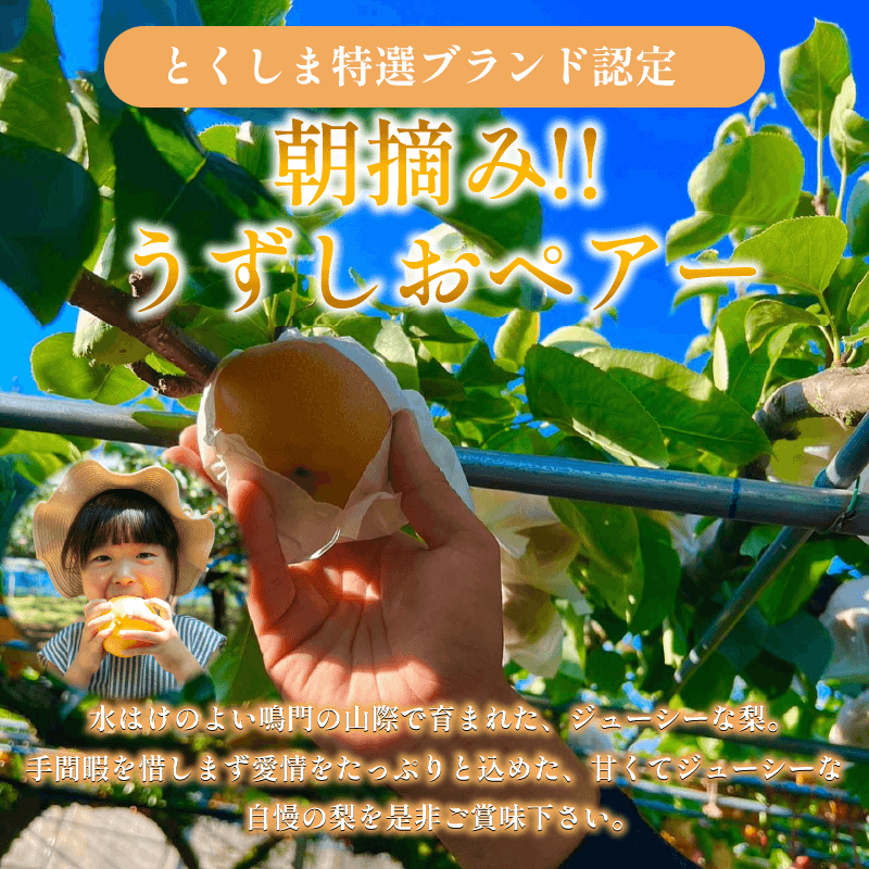 【2026年先行予約】梨 なし ご家庭用 2.5kg以上 5〜8玉 2026年 8月順次発送 うずしおペアー