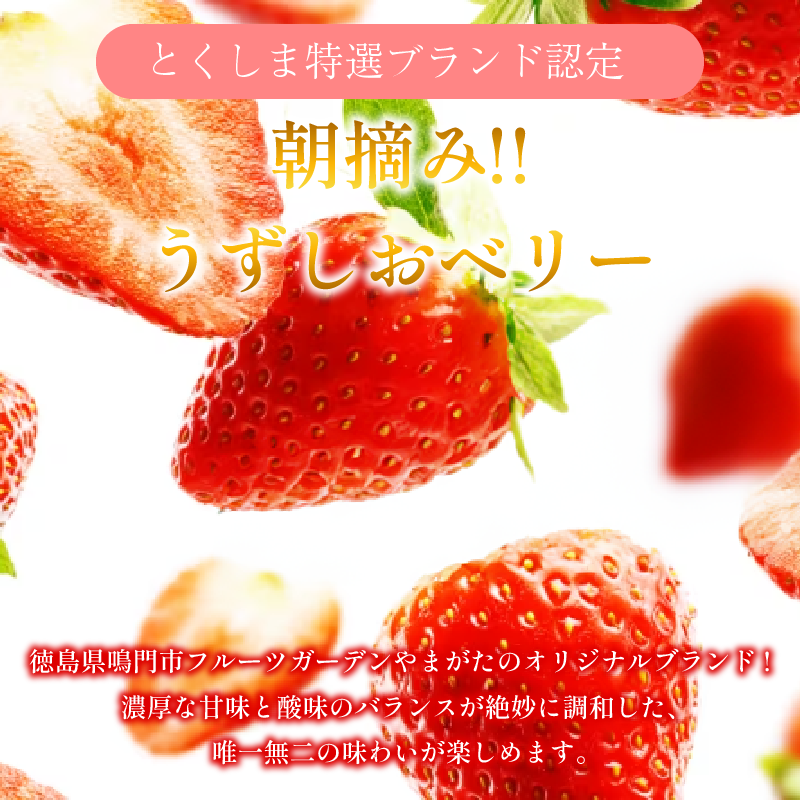 冷凍 いちご 苺 1パック 1kg うずしおベリー 冷凍イチゴ イチゴ 果物 ストロベリー フルーツ デザート 氷菓 スイーツ アイス スムージー 旬 新鮮 季節 冬 人気 ケーキ おすすめ ギフト プレゼント 送料無料 徳島