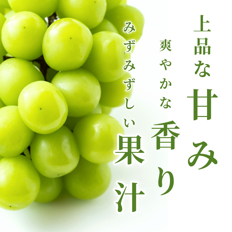 シャイン マスカット フルーツ 果物 2房 冷蔵 1kg 種なし 大粒 高級 甘い シャインマスカット ぶどう 産地直送 国産 徳島県 【6月中旬～8月中旬まで順次発送】