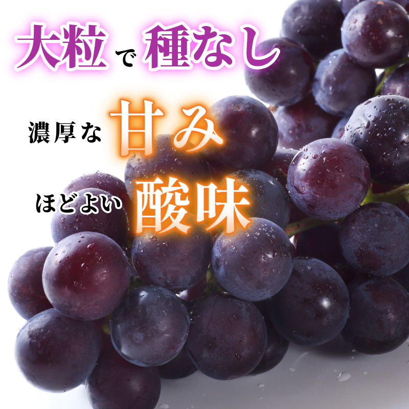 ピオーネ 2房 1kg 7月上旬以降順次発送 ブドウ 葡萄 ピオーネ 新鮮 甘い 美味しい ジューシー 産地直送 ぶどう 種無し 国産 徳島県 【7月上旬から8月中旬まで発送】