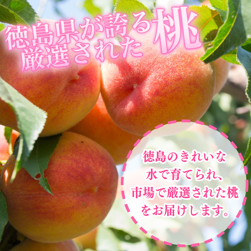 【6月下旬から7月下旬まで発送】 桃 4kg 白鳳 あかつき もも 白桃 モモ 果物 フルーツ 甘い 旬 贈答用 プレゼント 国産 徳島県