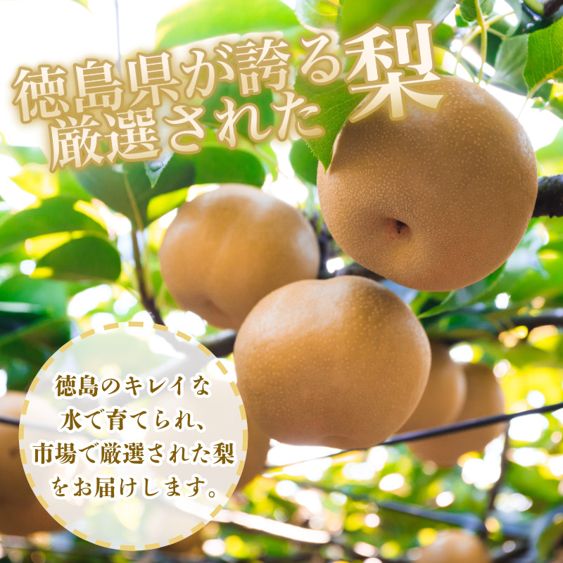 【8月上旬から9月上旬まで発送】 梨 5kg 豊水 幸水 容量 選べる フルーツ 果物 なし 食べ比べ 旬 国産 厳選 徳島県