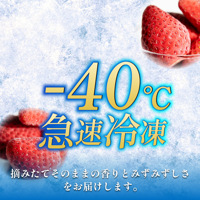 いちご 冷凍 オーガニック 1kg A品 苺 ストロベリー フルーツ 果物 くだもの 国産 洋菓子 和菓子 スイーツ お菓子 おやつ アイス ケーキ パフェ タルト ゼリー 徳島県