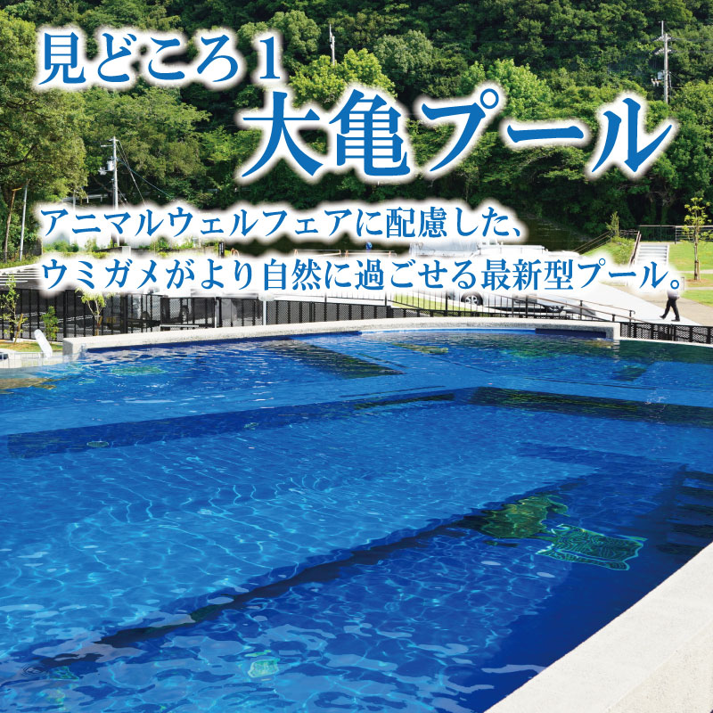日和佐うみがめ博物館カレッタ 入館券 大人2名分 うみがめ ウミガメ 海亀 かめ カメ 亀 博物館 チケット 美波町 徳島県 ドリームチーム