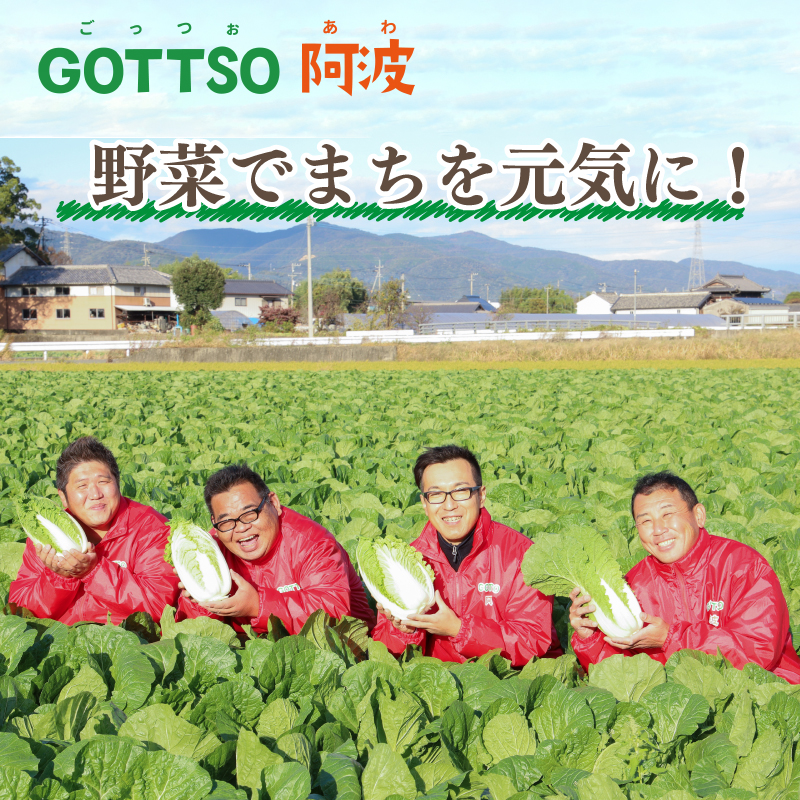 白菜 はくさい ミニ白菜 3個 セット 11月上旬から2月末まで発送