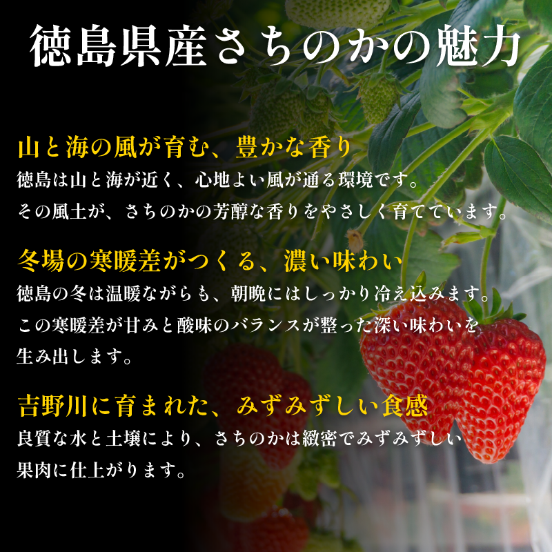 いちご 2kg さちのか 苺 イチゴ ストロベリー 数量限定 徳島県産 ichigo strawberry itigo 1月下旬より順次出荷 徳島県