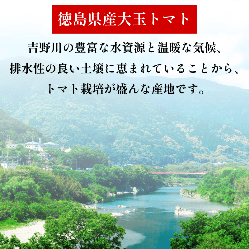 トマト 2kg 大玉 とまと 4月～6月発送 野菜 やさい 国産 産地直送 数量限定 旬 徳島県産 tomato サラダ おすすめ 徳島県