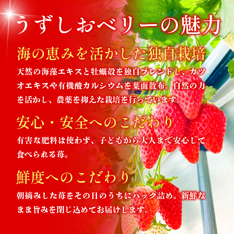 いちご 苺 4パック 800g 2026年1月～4月末まで発送 うずしおベリー 果物 フルーツ デザート 旬 新鮮 季節 冬 人気 ケーキ おすすめ ギフト プレゼント 贈答 家庭用 先行予約 送料無料 徳島