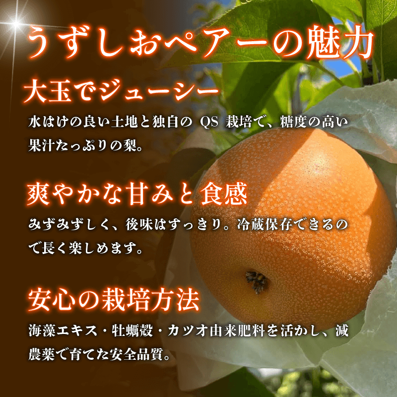 【2026年先行予約】梨 なし ご家庭用 2.5kg以上 5〜8玉 2026年 8月順次発送 うずしおペアー