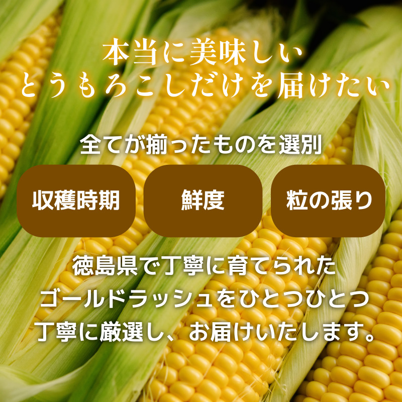 【6月下旬より順次発送】とうもろこし ゴールドラッシュ 12kg以上 選べる 容量 厳選 新鮮 甘い 生 国産 野菜 スイートコーン バーベキュー BBQ コーン 旬 徳島県