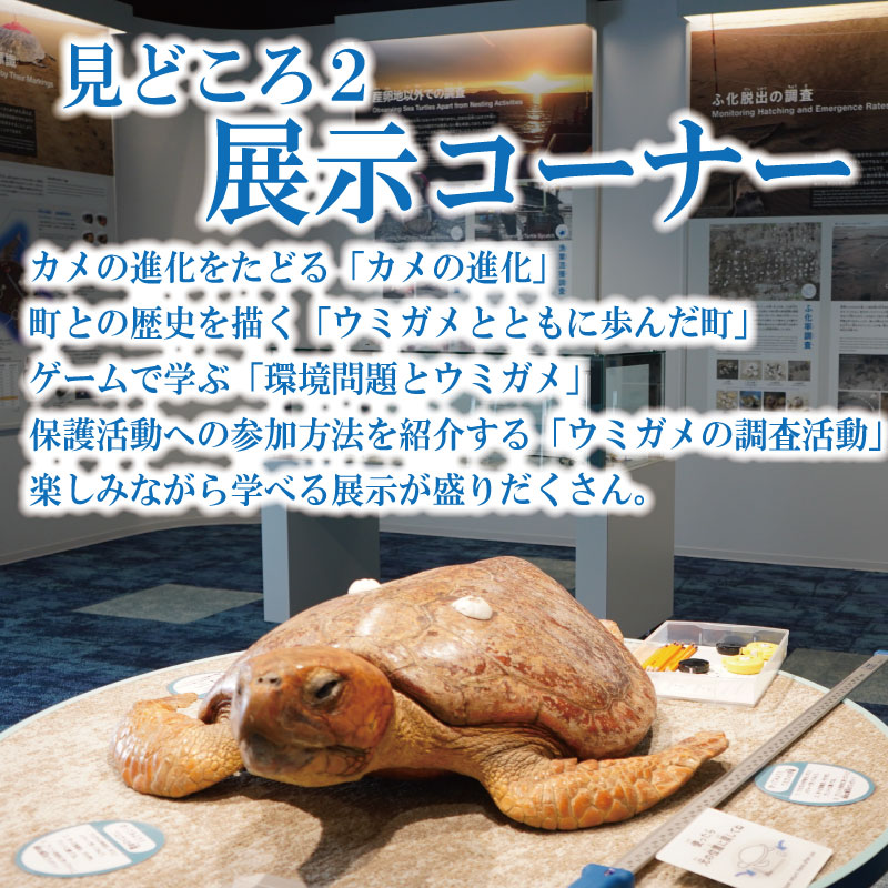 日和佐うみがめ博物館カレッタ 入館券 大人2名分 うみがめ ウミガメ 海亀 かめ カメ 亀 博物館 チケット 美波町 徳島県 ドリームチーム