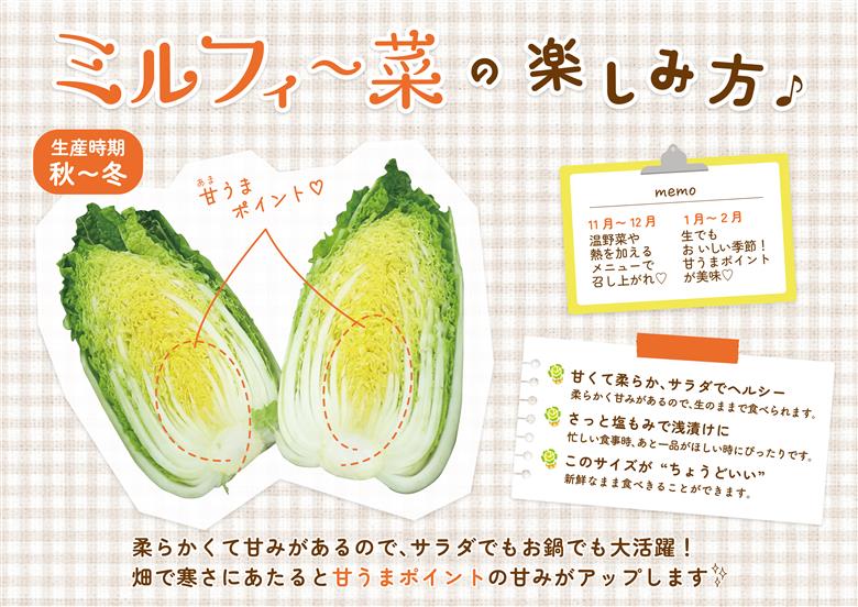 白菜 はくさい ミニ白菜 6個 セット 11月上旬から2月末まで発送 ハクサイ 野菜 葉物野菜 葉物 旬 国産 生食 甘い ヘルシー 漬物 鍋 鍋料理 煮込み料理 徳島 ミルフィ～菜