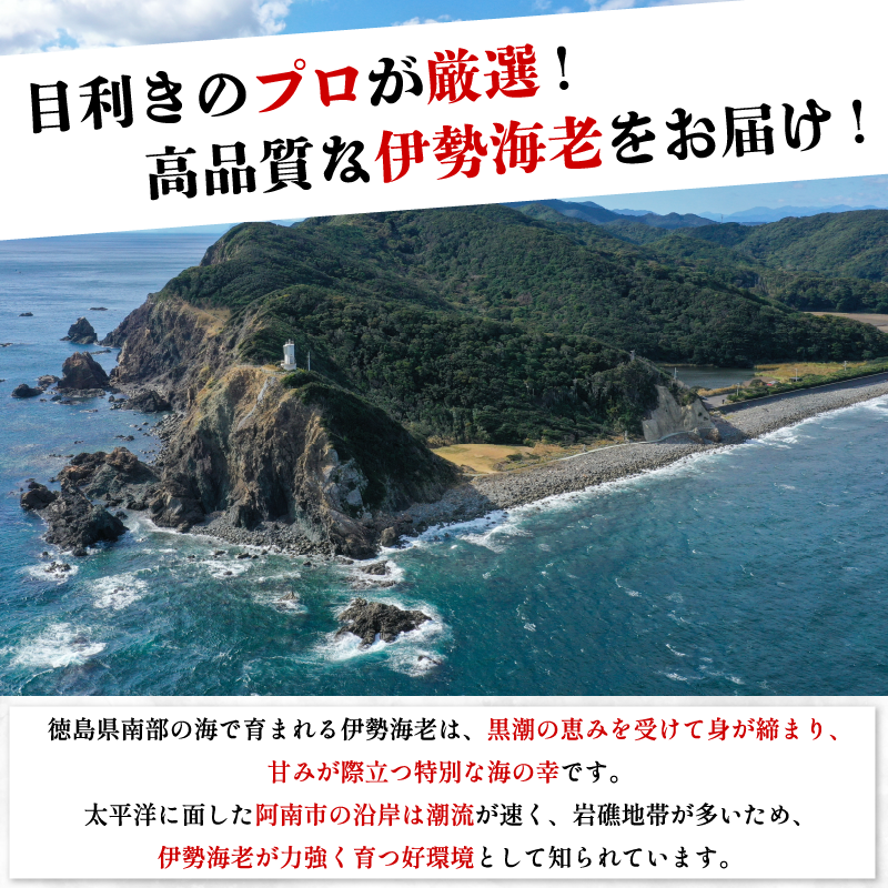 伊勢海老 200g 1尾 えび エビ 高級 伊勢 伊勢えび 鮮魚 海鮮 魚介 刺身 焼き物 汁物 イセエビ 海老 正月 おせち ギフト 贈答 贈り物 祝い 歳暮 中元 年末 年始 ebi 徳島 阿南 【年末年始 発送対応可能です！】