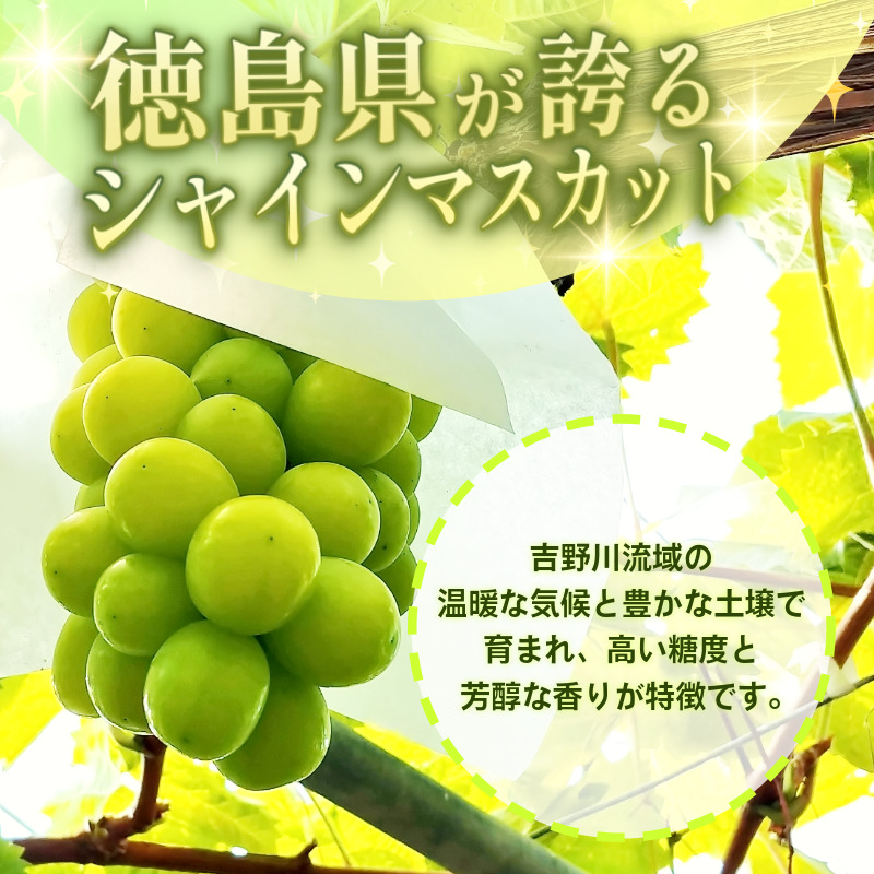 シャイン マスカット フルーツ 果物 2房 冷蔵 1kg 種なし 大粒 高級 甘い シャインマスカット ぶどう 産地直送 国産 徳島県 【6月中旬～8月中旬まで順次発送】