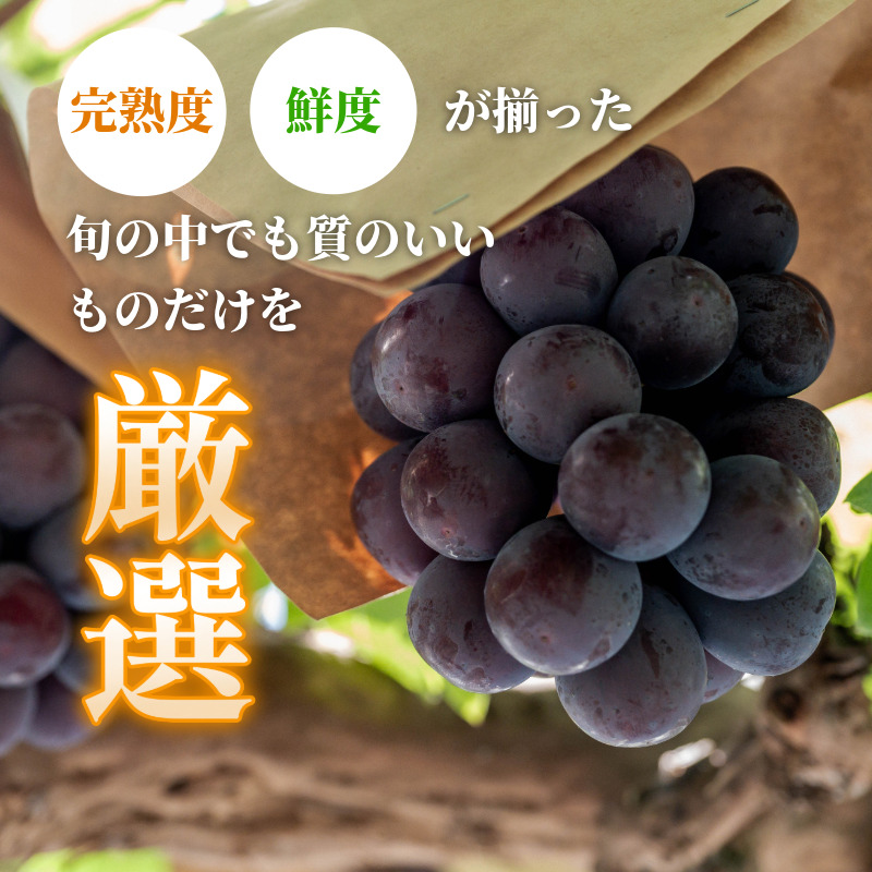 ピオーネ 2房 1kg 7月上旬以降順次発送 ブドウ 葡萄 ピオーネ 新鮮 甘い 美味しい ジューシー 産地直送 ぶどう 種無し 国産 徳島県 【7月上旬から8月中旬まで発送】