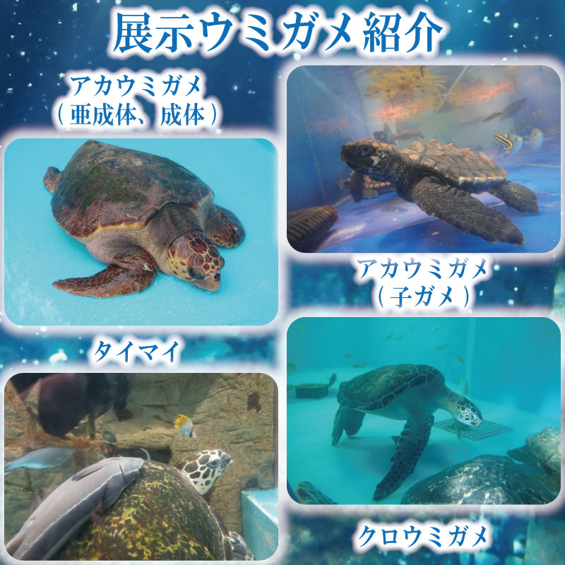 日和佐うみがめ博物館カレッタ 入館券 大人2名分 うみがめ ウミガメ 海亀 かめ カメ 亀 博物館 チケット 美波町 徳島県 ドリームチーム