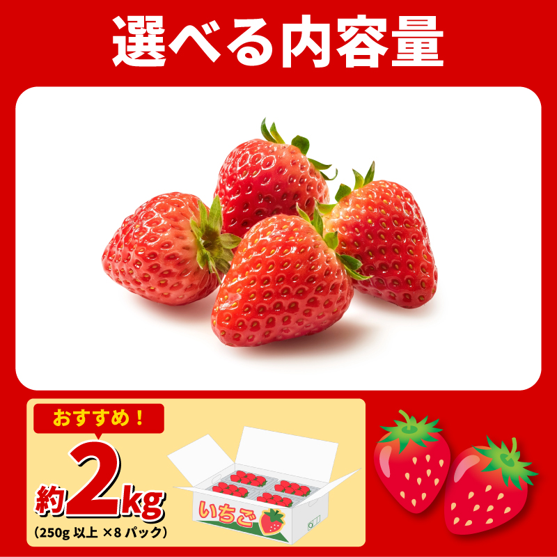 いちご 2kg さちのか 苺 イチゴ ストロベリー 数量限定 徳島県産 ichigo strawberry itigo 1月下旬より順次出荷 徳島県