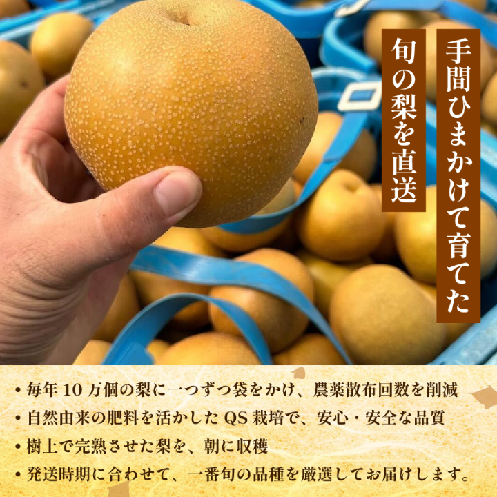 【2026年先行予約】梨 なし 4.5kg以上 10〜13玉 3L〜5Lサイズ 2026年 8月順次発送 うずしおペアー 果物 フルーツ デザート 旬 新鮮 季節 秋 人気 おすすめ ギフト プレゼント 贈答 贈り物 家庭用 期間限定 送料無料 鳴門 徳島