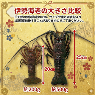 伊勢海老 500g 1尾 えび エビ 高級 伊勢 伊勢えび 鮮魚 海鮮 魚介 刺身 焼き物 汁物 イセエビ 海老 正月 おせち ギフト 贈答 贈り物 祝い 歳暮 中元 年末 年始 ebi 徳島 阿南 【年末年始 発送対応可能です！】