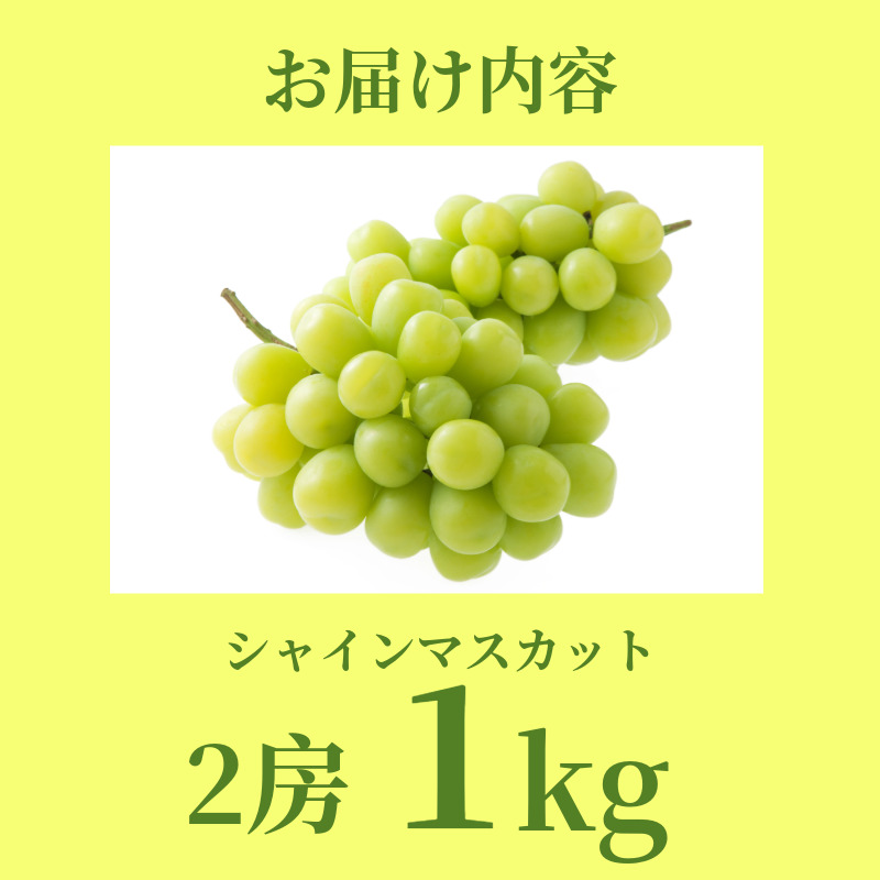 シャイン マスカット フルーツ 果物 2房 冷蔵 1kg 種なし 大粒 高級 甘い シャインマスカット ぶどう 産地直送 国産 徳島県 【6月中旬～8月中旬まで順次発送】
