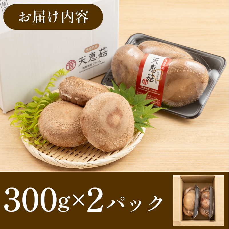 【11月順次発送】　天恵菇 椎茸 300g×2P しいたけ シイタケ てんけいこ 肉厚 幻 きのこ キノコ 菌床 焼き物 揚げ物 鍋 BBQ 野菜 贈り物 プレゼント 徳島県