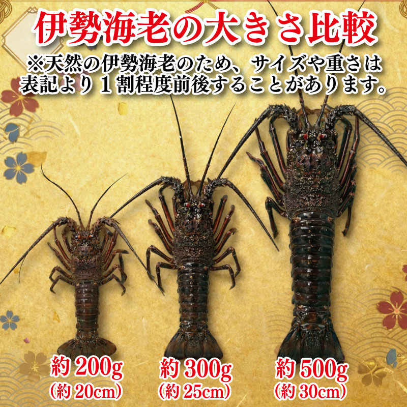  伊勢海老 300g 5尾 《徳島の伊勢海老は身詰まりが良い！》 えび エビ 高級 伊勢 伊勢えび 鮮魚 海鮮 魚介 刺身 焼き物 汁物 イセエビ 海老 正月 おせち ギフト 贈答 贈り物 徳島 阿南 【年末年始 発送対応可能です！】